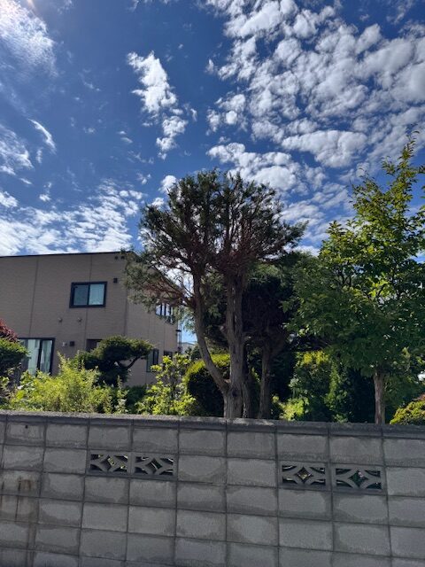 剪定後 ヒバ