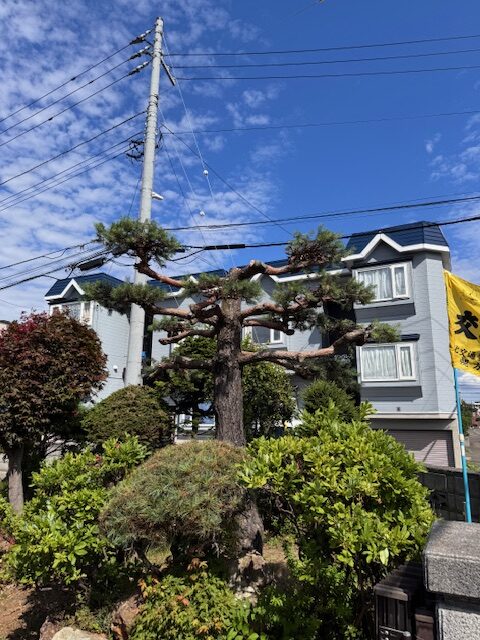 剪定後 ヨーロッパ赤松
