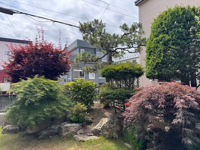 剪定前②