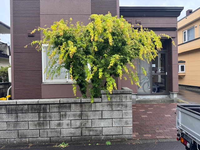 剪定前 もみじ