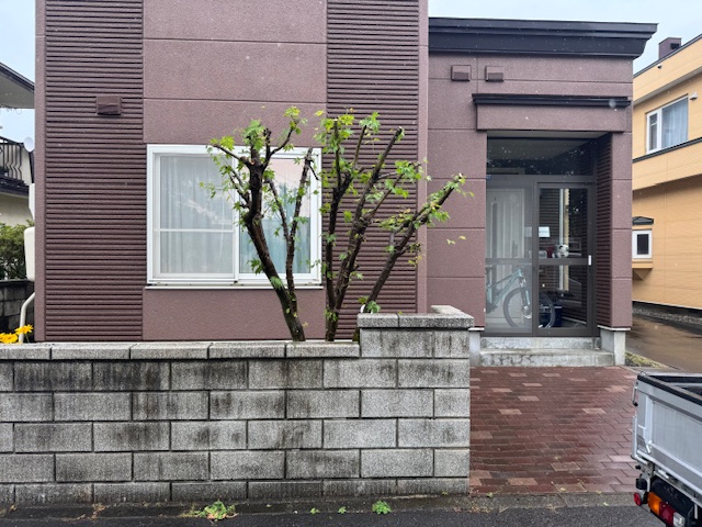 剪定後 もみじ