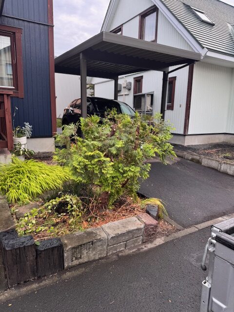 剪定後　コニファー