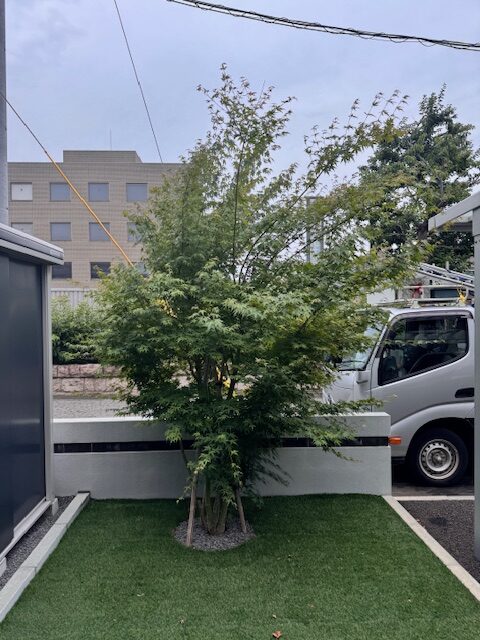 剪定前 もみじ