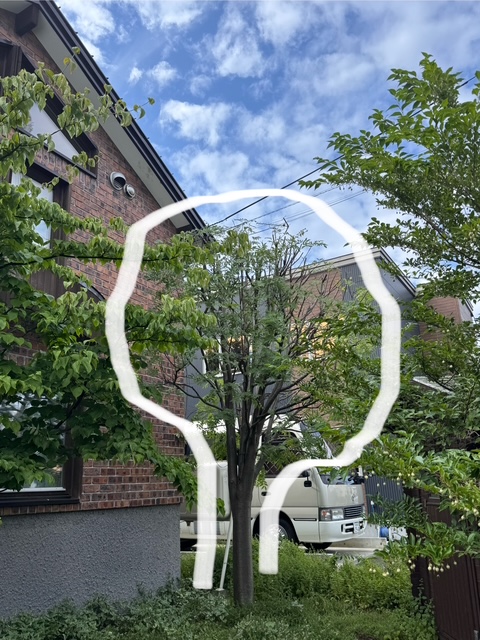 剪定後　ナナカマド