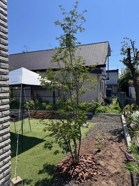 剪定前 アオダモ