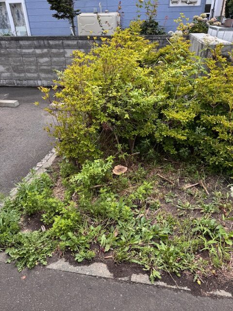 伐採後 ライラック