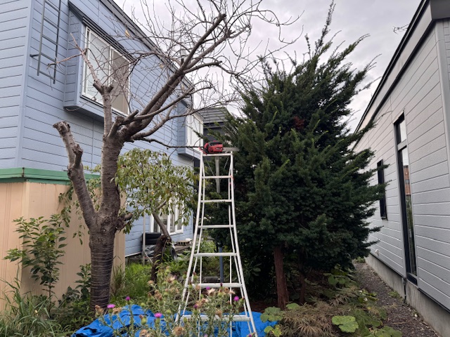 伐採前 桜・イチイ