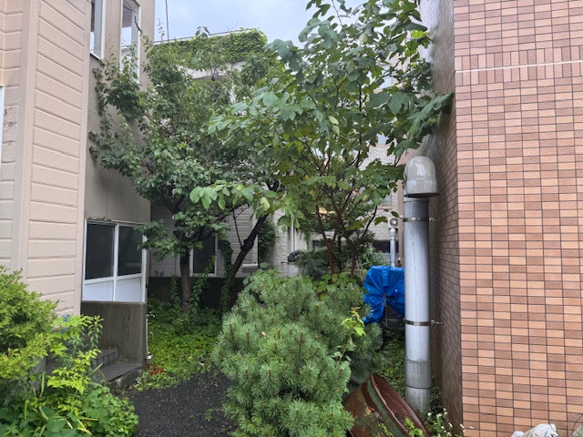 剪定前 梅・桜・桑など