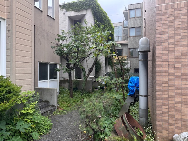剪定後 梅・桜・桑など