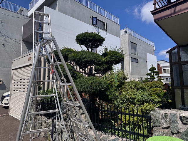 剪定前　イチイ