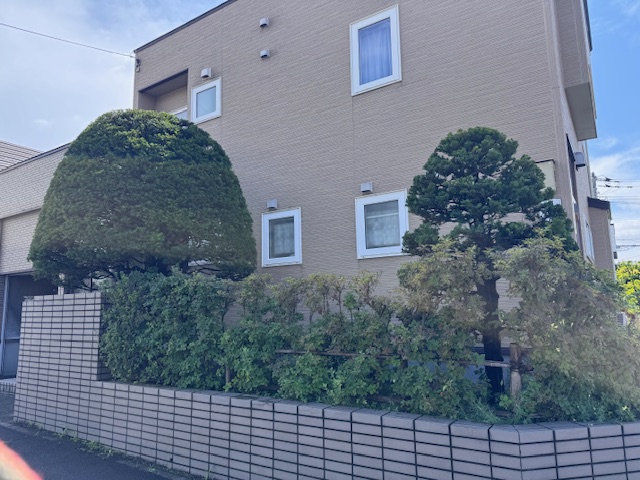 剪定後 イチイ2本