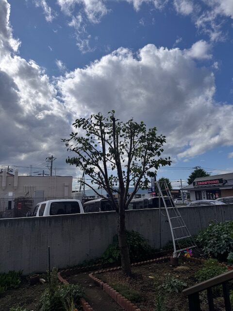 剪定後 桜
