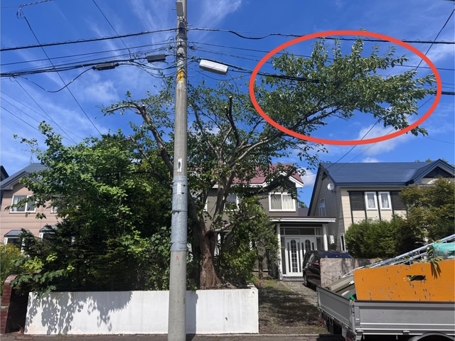 剪定途中 桜