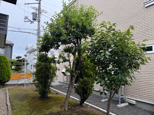 伐採前 姫リンゴ