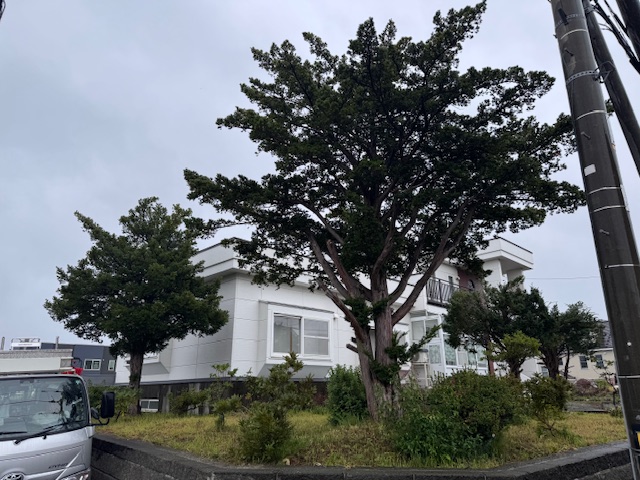 イチイ（１・２本目）伐採前