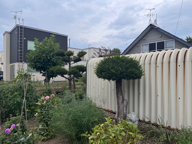 作業前 イチイ刈り込み