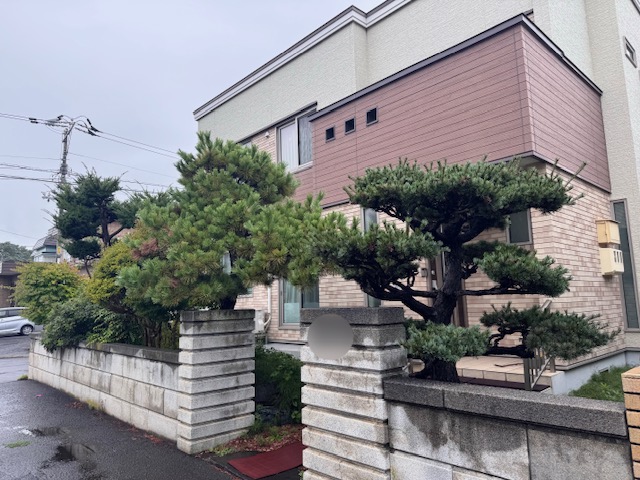 剪定前　イチイ・黒松・五葉松など