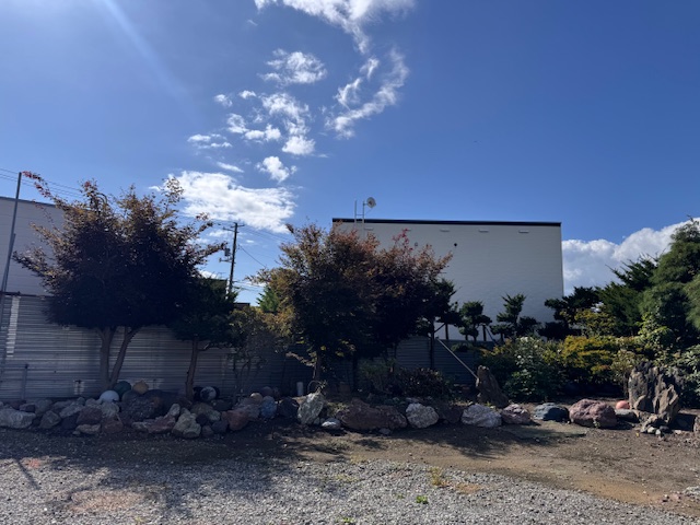 剪定前 もみじ・イチイ