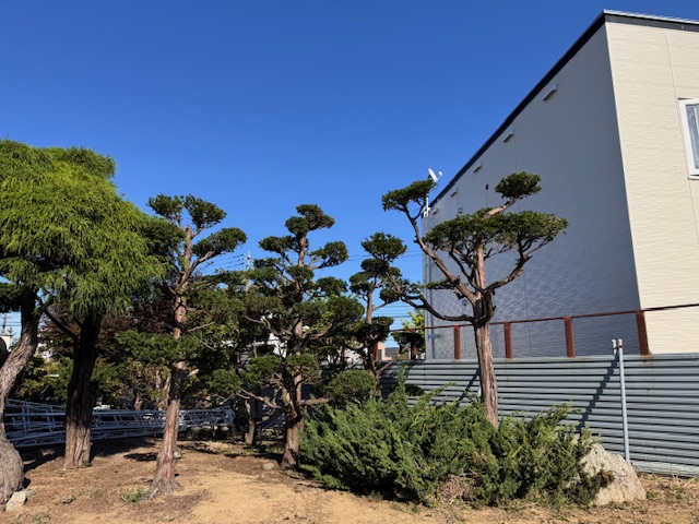 剪定後　イチイ