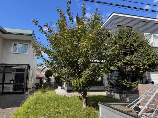 ハウチワカエデ強剪定前