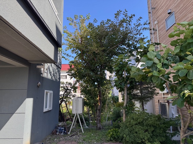 伐採前　桜・サクランボ