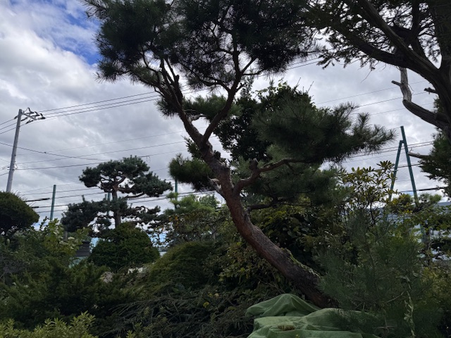 剪定前　赤松