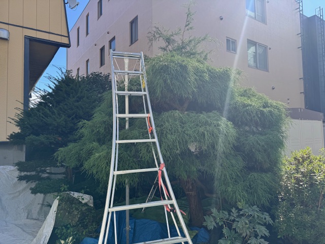 剪定前 イチイ①・イトヒバ