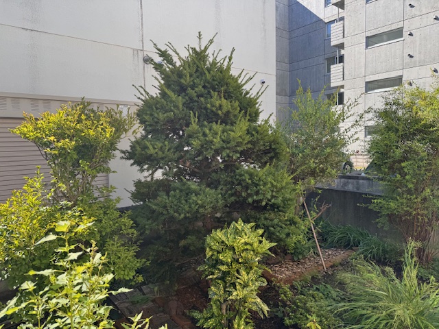 剪定前 イチイ②