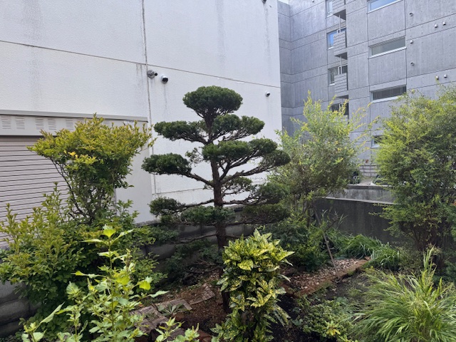 剪定後 イチイ②
