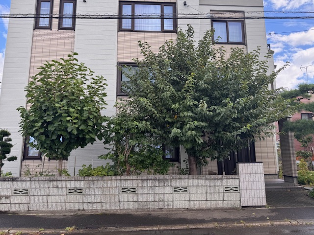 作業前 モクレン剪定・桜伐採