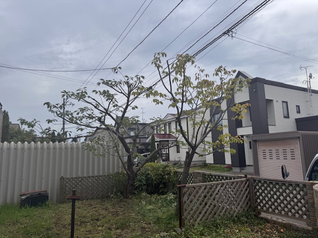 剪定後　桜２本