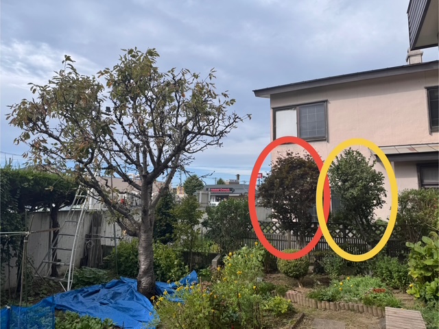 剪定前　サクランボなど