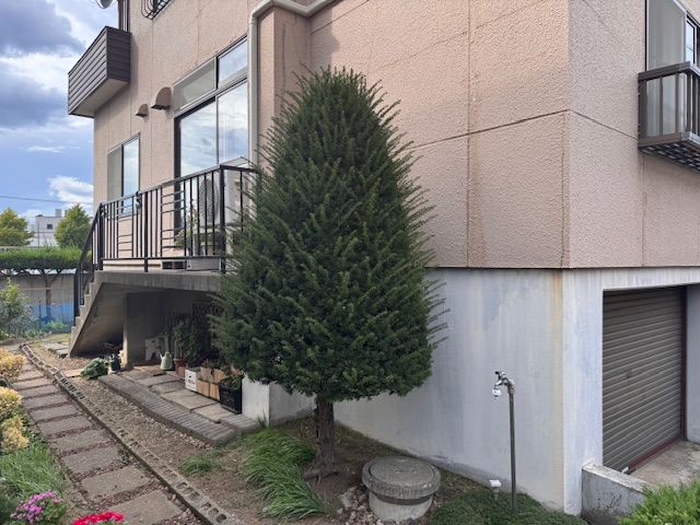 剪定前　イチイ