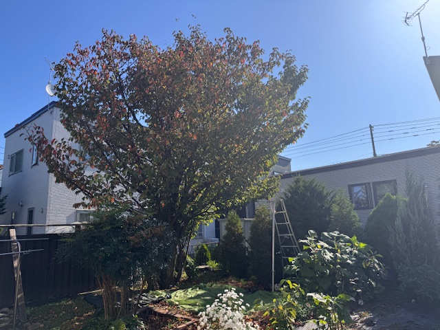 桜部分伐採・イチイ伐採　前