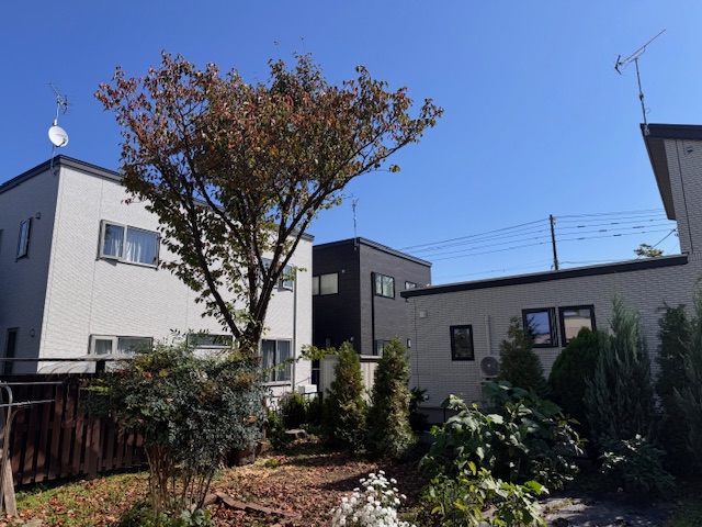 桜部分伐採・イチイ伐採　後