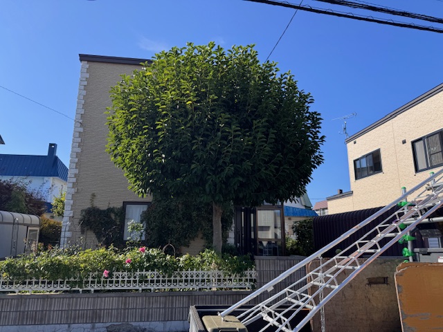 剪定前　コブシ