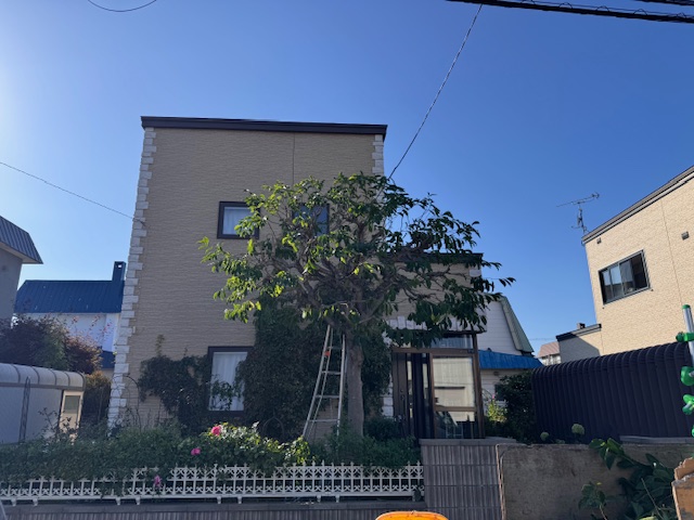 剪定後　コブシ
