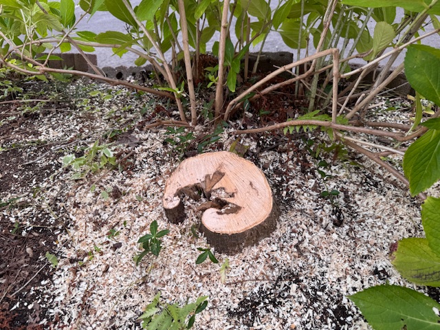 伐採後　カエデ