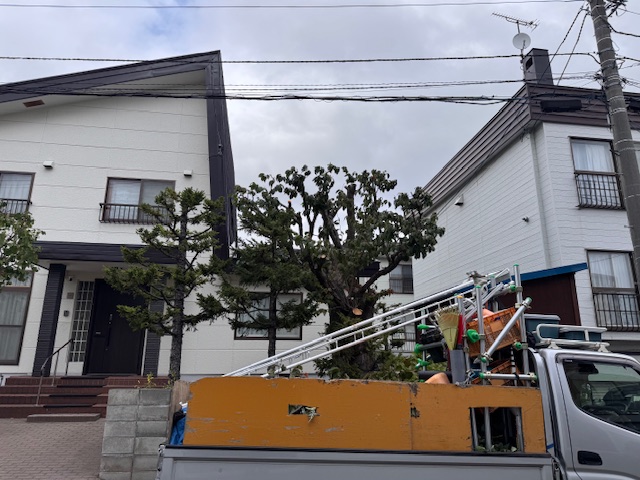 剪定後　桜