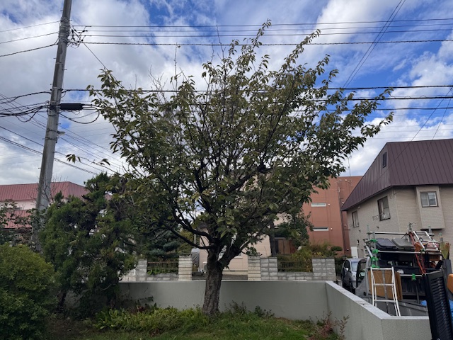 剪定前　八重桜
