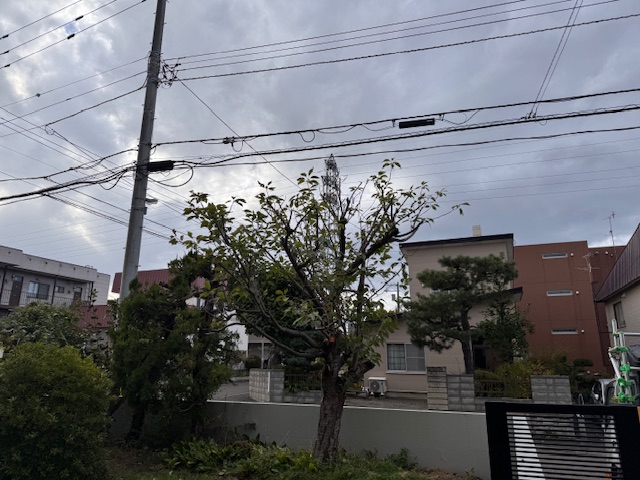 剪定後　八重桜