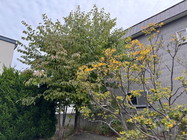 剪定前 ヤマボウシ・桜など