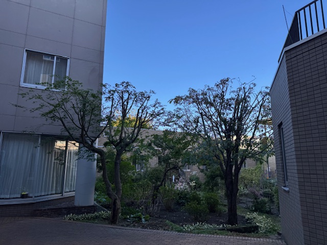 剪定後　もみじ・桜