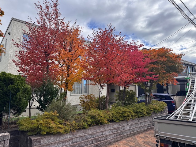 剪定前（道路側より）