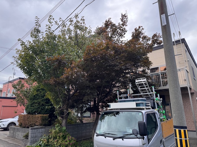 剪定前　桜・もみじ