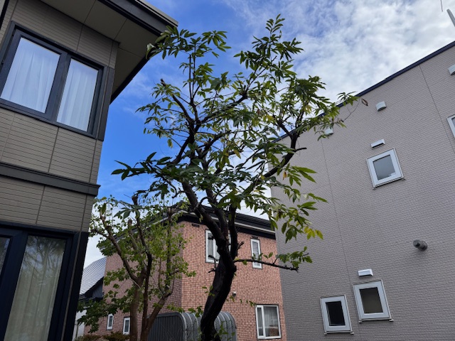 栗の木剪定後