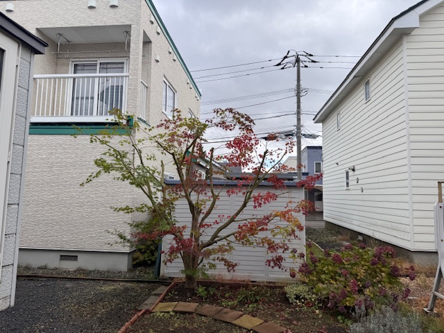 剪定後 もみじ