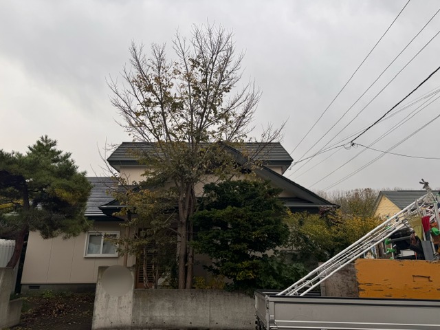 剪定前　アズキナシ