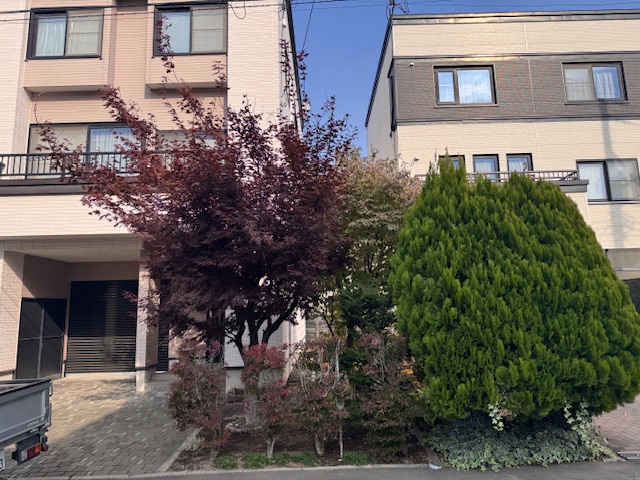 剪定前　野村もみじ・ヤマボウシ