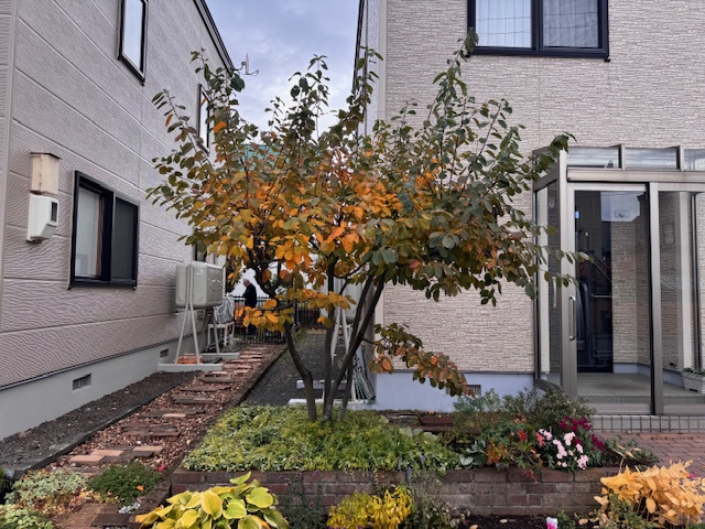 剪定前 ジューンベリー